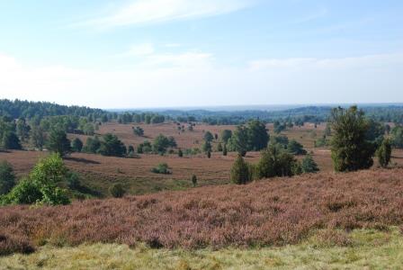 93_2020-09-15-8Lüneburger Heide.JPG